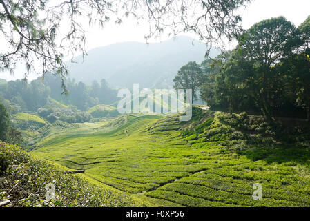 Une photo de la plantation de thé Boh en Cameron Highlands, Malaisie Banque D'Images