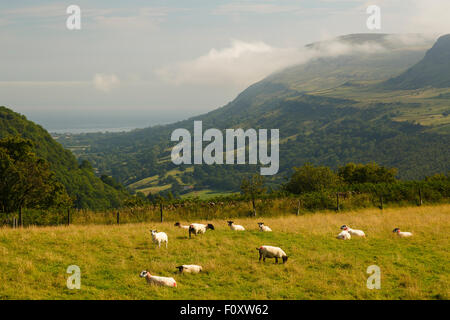 Les moutons et la vallée. Glenariff Forest Park. L'Irlande du Nord, Royaume-Uni, Europe Banque D'Images