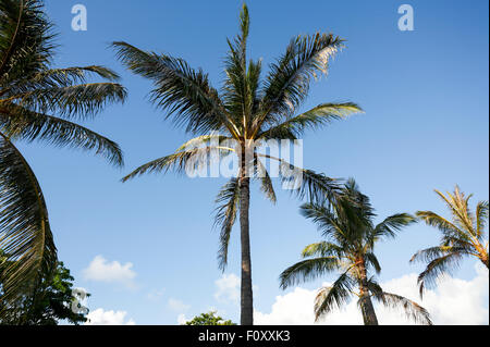 Hawaii. Août 19, 2015. Hawaiian cocotiers contre un ciel bleu et nuages blancs à Honolulu, Oahu, Hawaii. Banque D'Images