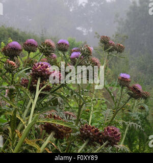 Titley, Herefordshire UK Weather Dimanche 23 août 2015 - De fortes pluies torrentielles d'été en milieu de matinée à 10h30 a donné la hauteur absolue fleurs Cardon trempage. Banque D'Images