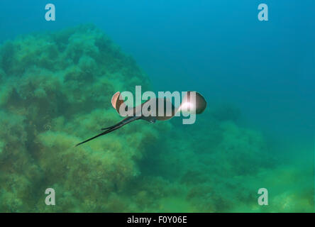 15 octobre 2014 - Mer Noire, Ukraine - stingray (Dasyatis pastinaca) Black Sea, Crimea, Ukraine, Europe de l'Est (crédit Image : © Andrey Nekrasov/ZUMA/ZUMAPRESS.com) fil Banque D'Images