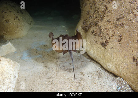 15 octobre 2014 - Mer Noire, Ukraine - stingray (Dasyatis pastinaca) Black Sea, Crimea, Ukraine, Europe de l'Est (crédit Image : © Andrey Nekrasov/ZUMA/ZUMAPRESS.com) fil Banque D'Images