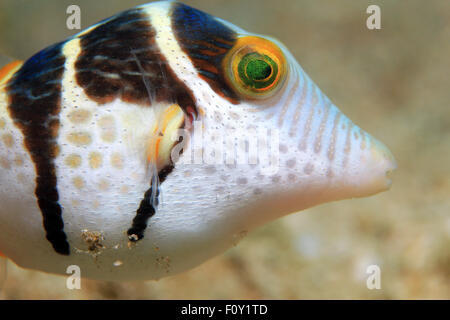Close-up of a Black-sellé Toby Canthigaster Valentini, aka (Valentinnis aiguillat) poisson-globe. Padang Bai, à Bali Banque D'Images