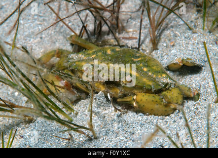 15 octobre 2014 - Mer Noire, Ukraine - le crabe vert ou crabe Carcinus aestuarii (littoral), la mer Noire, la Crimée, la Russie (crédit Image : © Andrey Nekrasov/ZUMA/ZUMAPRESS.com) fil Banque D'Images