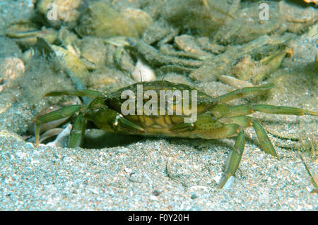 15 octobre 2014 - Mer Noire, Ukraine - le crabe vert ou crabe Carcinus aestuarii (littoral), la mer Noire, la Crimée, la Russie (crédit Image : © Andrey Nekrasov/ZUMA/ZUMAPRESS.com) fil Banque D'Images