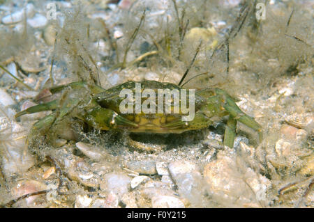 15 octobre 2014 - Mer Noire, Ukraine - le crabe vert ou crabe Carcinus aestuarii (littoral), la mer Noire, la Crimée, la Russie (crédit Image : © Andrey Nekrasov/ZUMA/ZUMAPRESS.com) fil Banque D'Images