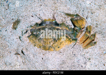 15 octobre 2014 - Mer Noire, Ukraine - le crabe vert ou crabe Carcinus aestuarii (littoral), la mer Noire, la Crimée, la Russie (crédit Image : © Andrey Nekrasov/ZUMA/ZUMAPRESS.com) fil Banque D'Images
