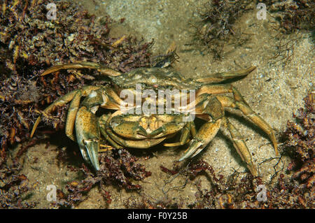 15 octobre 2014 - Mer Noire, Ukraine - l'accouplement de crabes verts ou littorales (crabe Carcinus aestuarii), de la mer Noire, la Crimée, la Russie (crédit Image : © Andrey Nekrasov/ZUMA/ZUMAPRESS.com) fil Banque D'Images