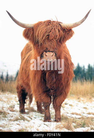 Une belle vache highland écossais rouge en hiver, close-up, à la recherche dans l'appareil photo Banque D'Images