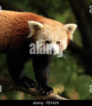 Un joli petit panda à la recherche dans l'appareil photo Banque D'Images