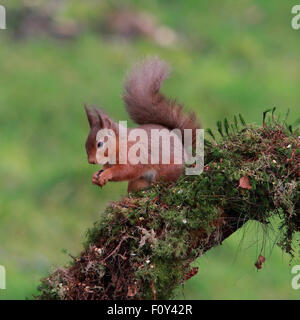 Un bel Écureuil rouge sur une souche d'arbre forestier à la recherche dans l'appareil photo Banque D'Images