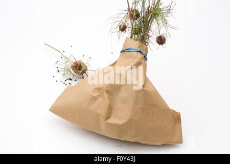 Nigella damascena 'Bijoux' seedhead persan. La collecte de cheveux de gousses dans un sac en papier. Banque D'Images