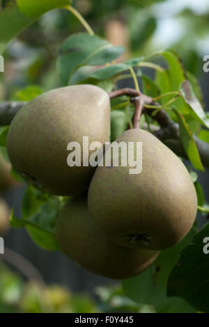 Poire dessert 'Beurre Hardy' Banque D'Images