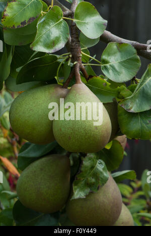 Poire dessert 'Beurre Hardy' Banque D'Images