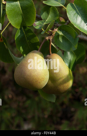 Poire dessert 'Beurre Hardy' Banque D'Images