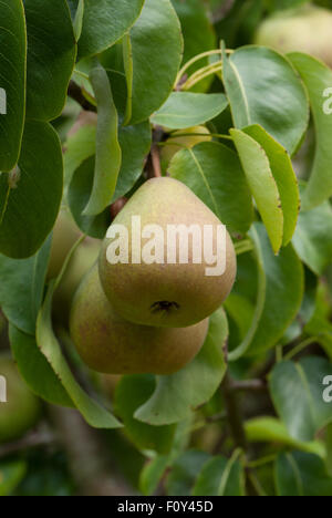 Poire dessert 'Beurre Hardy' Banque D'Images