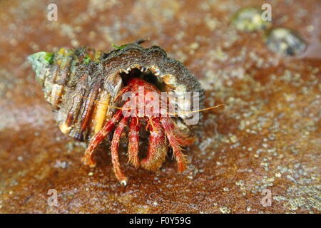 Un grand ermite sortant de sa coquille dans parmi des rochers à Depot Beach, NSW, Australie. Banque D'Images