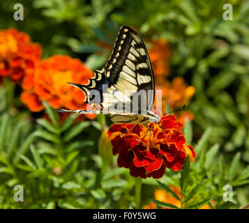 Papilio Machaon sur blanc papillon fleur orange marigold. Banque D'Images