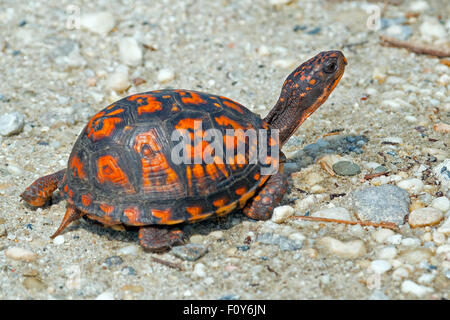 Les tortues-boîtes sur le chemin de terre Banque D'Images