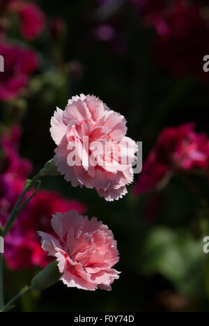 Dianthus rose 'Doris' Banque D'Images