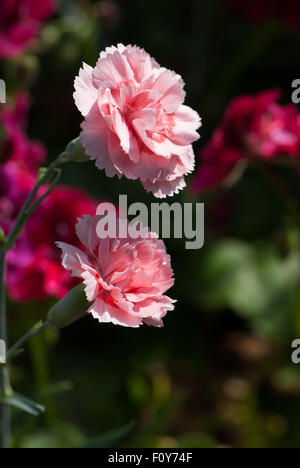 Dianthus rose 'Doris' Banque D'Images