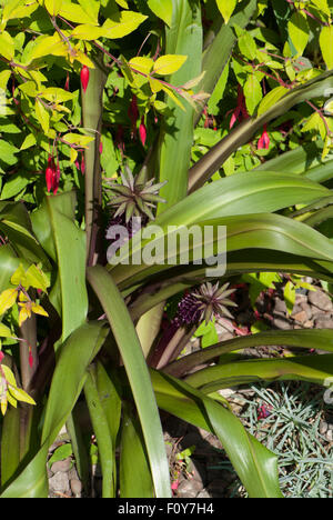 Eucomis comosa 'Burgundy' mousseux Banque D'Images