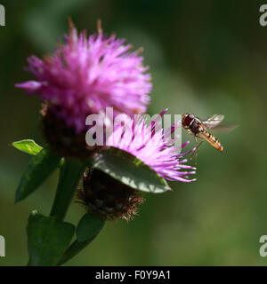 Une belle Hoverfly sur une fleur de chardon rose avec ses ailes déployées Banque D'Images