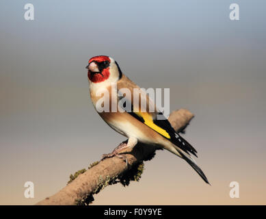 Un beau Chardonneret élégant, également connu simplement comme Goldfinch, perché Banque D'Images