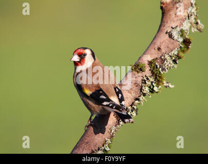 Un beau Chardonneret élégant, également connu simplement comme Goldfinch, perché Banque D'Images