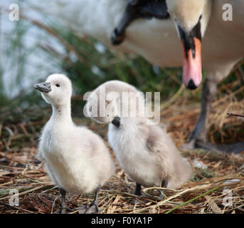 Un couple de jeunes Cygnets, Cygnes tuberculés avec leur parent au lissage Banque D'Images