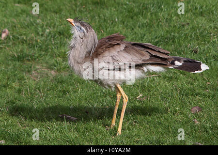 Un joli Red-legged Seriema, prêt à sauter Banque D'Images