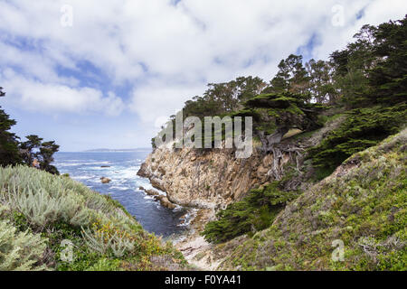 Chypre magnifique arbre dans une falaise sur la côte de Californie Banque D'Images