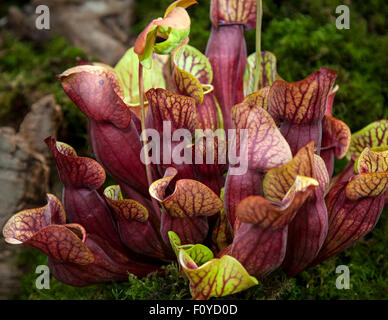 Plantes carnivores à Southport, Merseyside, Royaume-Uni. 23 août, 2015. La sarracénie pourpre à la plus grande exposition florale indépendant, célèbre avec une célébration de carnaval de toutes choses en chinois. La sarracénie a plusieurs différentes plantes carnivores qui ont des feuilles modifiées appelées des pièges à fosse-une proie-mécanisme de piégeage avec une profonde cavité remplie de liquide digestif. Sarracenia purpurea, communément connu sous le nom de la sarracénie pourpre, le nord de sarracénie, chaussettes, tortue ou side-saddle fleur, Banque D'Images