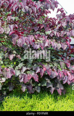 Jeunes feuilles teintées de pourpre de l'Est de la variété, redbud Cercis canadensis 'Forest Pansy' Banque D'Images