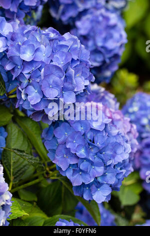 Balai bleu fleurs de Hydrangea macrophylla 'Mathilda Gutges' cultivé sur sol acide Banque D'Images