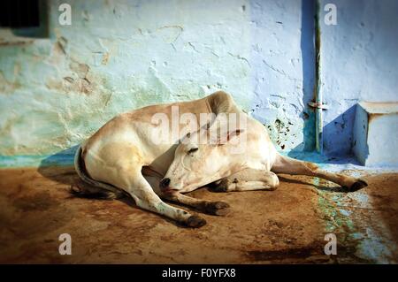 Vache endormie au soleil, Orchha village, District, Région de l'Tikamgargh Bundelkhand, Madhya Pradesh, Inde du Nord Banque D'Images