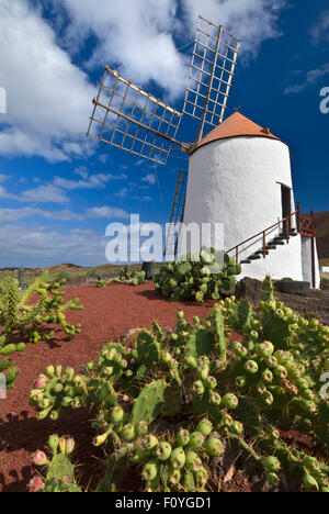 Jardin de cactus, jardin de cactus à Guatiza, moulin à Lanzarote Iles Canaries Espagne Banque D'Images