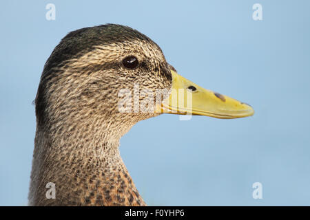 Le portrait d'une race mixte Mallard. Banque D'Images