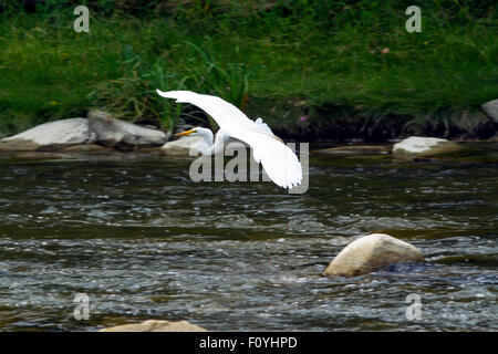 Une grande aigrette volant au-dessus d'une rivière. Banque D'Images