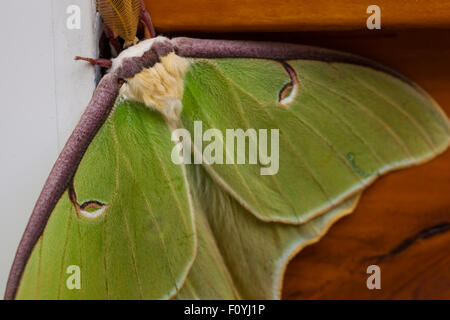 Actias luna, luna moth close up Banque D'Images