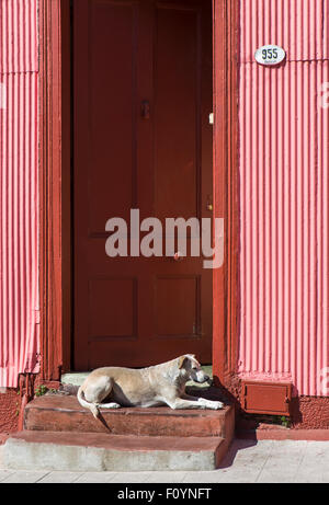 En chien porte colorée, Valparaiso, Chili Banque D'Images