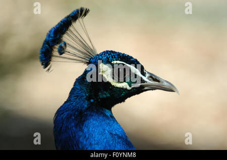 PLAN DE TÊTE D'UN PAON (PEAFOWL INDIEN) PAVO CRISTATUS. Banque D'Images