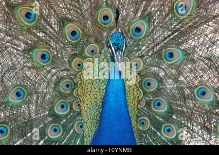 PAVO CRISTATUS DE PEACOCK (PEAFOWL INDIEN) AVEC DES PLUMES DE QUEUE EXPOSÉES. Banque D'Images