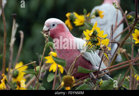 Eolophus roseicapilla le cacatoès Rosalbin () aussi connu comme le cacatoès à poitrine rose, dans l'ouest de l'Australie. Banque D'Images