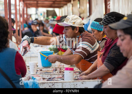 Les pêcheurs à la criée, Caleta Portales, Valparaiso, Chili Banque D'Images