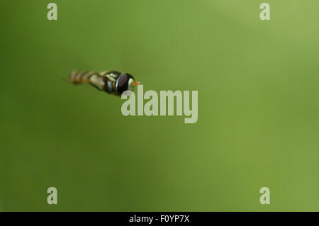 Hoverfly, parfois appelées mouches de fleurs, de sueur ou abeilles syrphes, composent la famille des Syrphidae. Banque D'Images