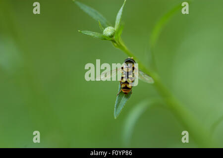 Hoverfly, parfois appelées mouches de fleurs, de sueur ou abeilles syrphes, composent la famille des Syrphidae. Banque D'Images