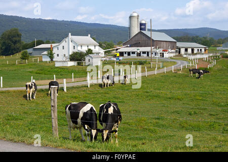 Amish une ferme laitière près de Belleville, dans la vallée de Kishacoquillas, Mifflin County, California, USA. Banque D'Images