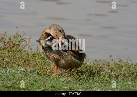 Les jeunes Mallard Drake Duck en mue se lissant les plumes à côte du lac Banque D'Images