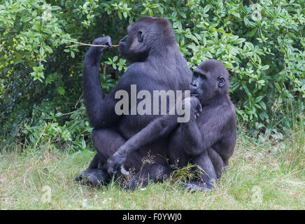 Gorille adultes reposant dans l'herbe verte Banque D'Images